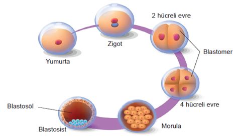 embriyonik gelişim nedir